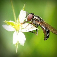 /album/inanzarawer/photolia-a02-jpg/