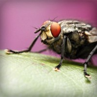 /album/inanzarawer/photolia-a08-jpg/